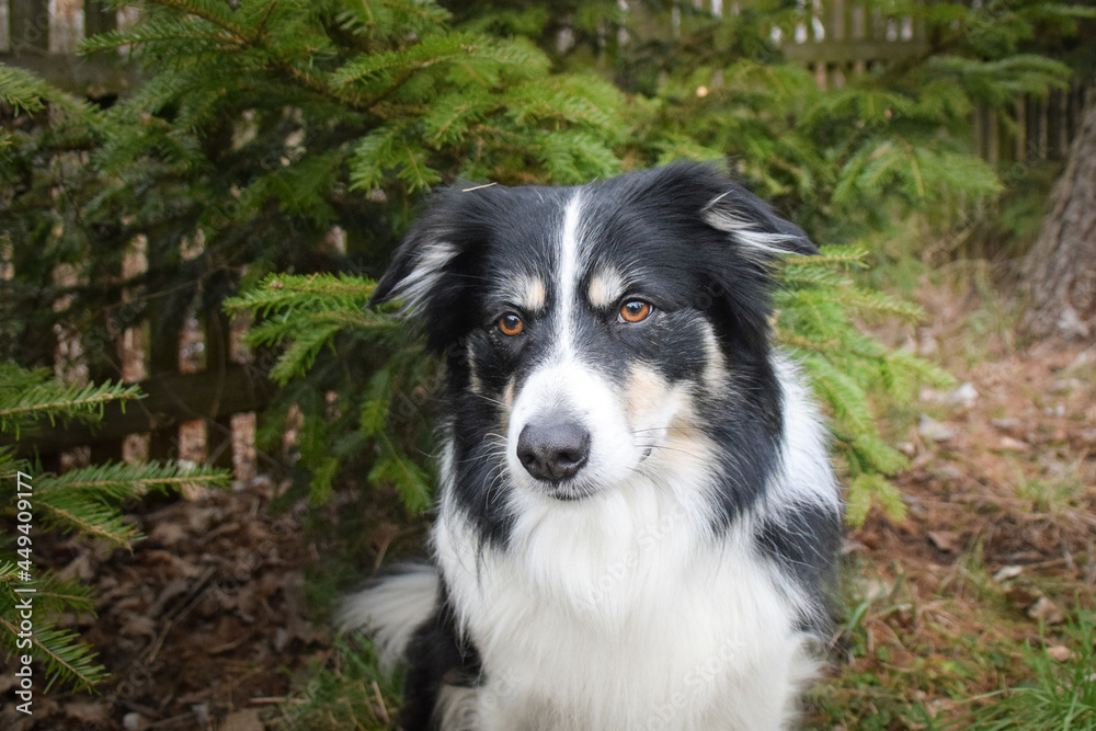 Border collie is sitting in the bush. Autumn photoshooting in park.