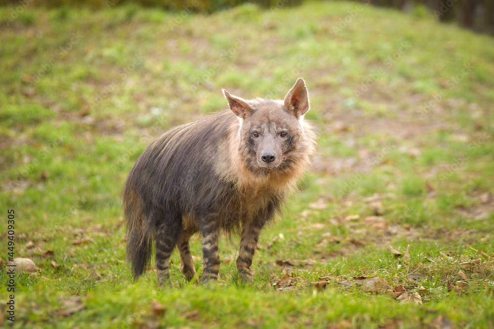 Hyaena brunnea is standing in zoo habitat. She is beautiful animal with long hair. Hyaena brunnea is standing in zoo habitat. She is beautiful animal with long hair.