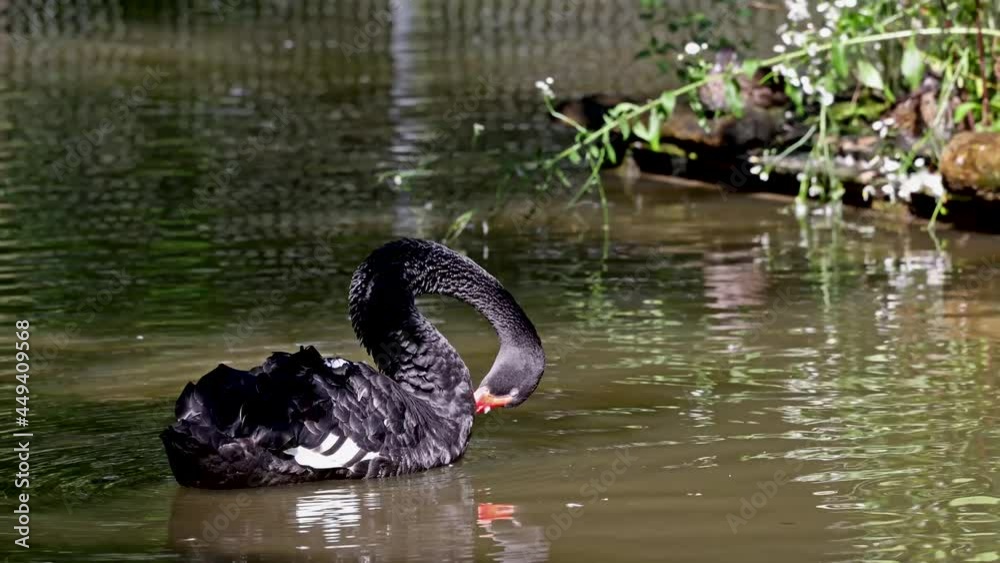 The Black Swan, Cygnus atratus is a large waterbird, a species of swan which breeds mainly in the southeast and southwest regions of Australia. The Black Swan, Cygnus atratus is a large waterbird, a species of swan which breeds mainly in the southeast and southwest regions of Australia.