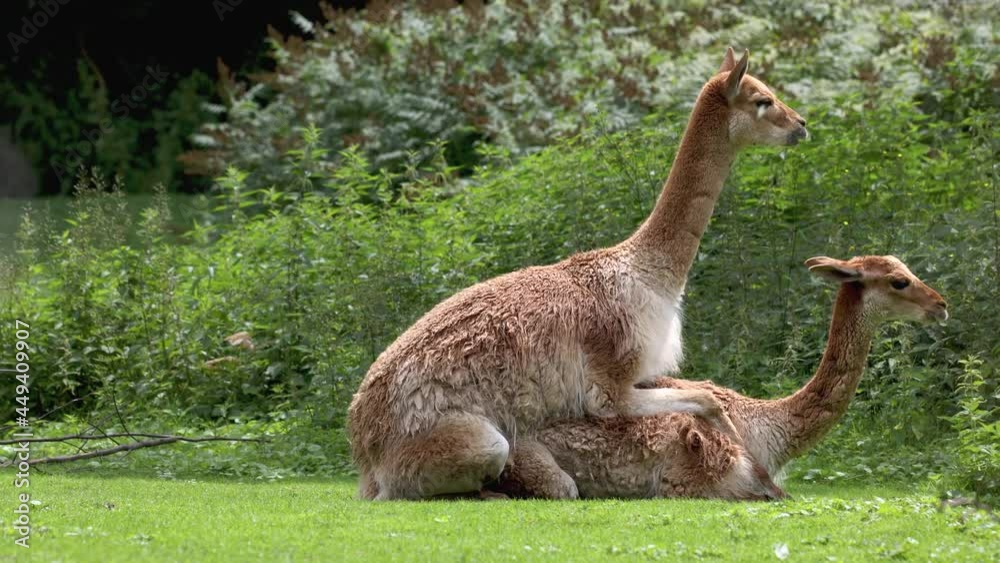 Vicunas, Vicugna Vicugna, relatives of the llama which live in the high alpine areas of the Andes