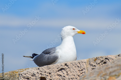 seagull on rock