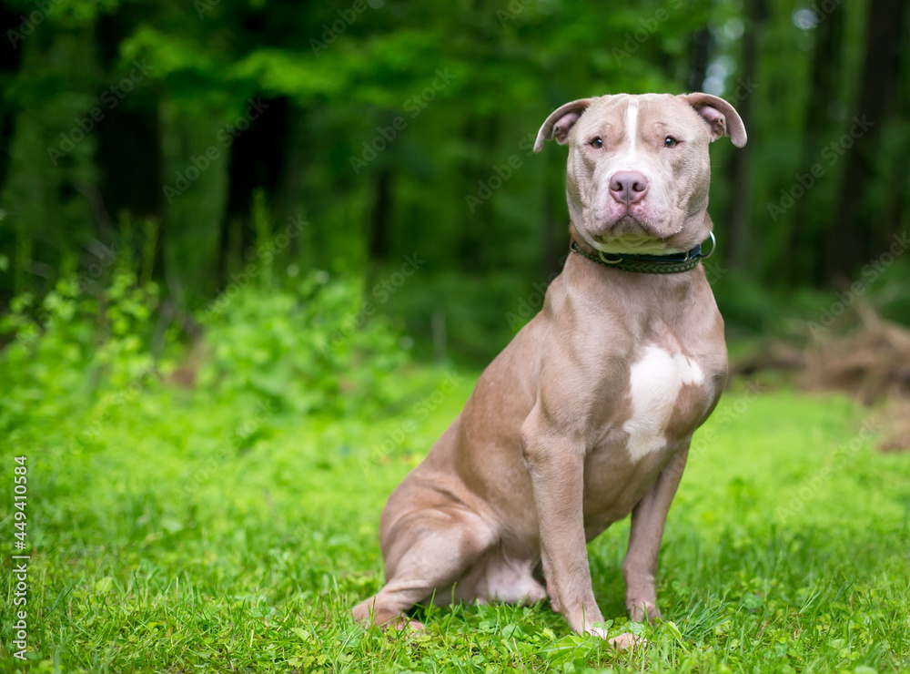 A cute Pit Bull Terrier x Shar Pei mixed breed dog sitting outdoors