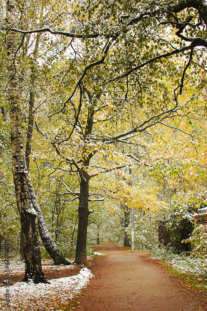 Fototapeta premium First snow. Trees with yellow leaves are covered with white snow. Autumn trees are covered with snow.