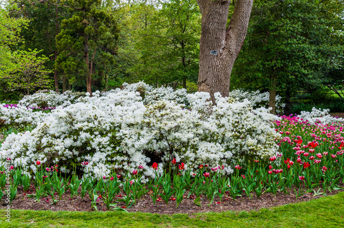 Azaleas and tulips at Sherwood Gardens Park, in Guilford, Baltimore, Maryland. photo