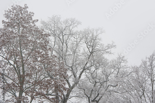 Snowy trees in park. Sad gray landscape
