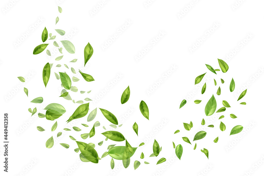 Flying or falling tea or mint leaves on white background.