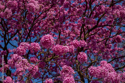 Blossom of the Pink Ipe, Brazilian tree