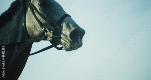 Jockey on a horse running around a dirt track at sunset. White horse running around arena. Equestrian sport, competition outdoors. Sprinting horse.