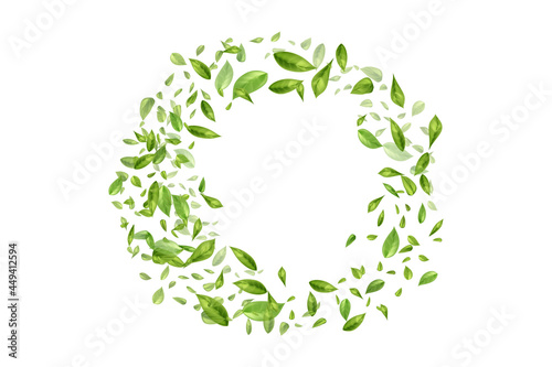 Flying or falling tea or mint leaves on white background.
