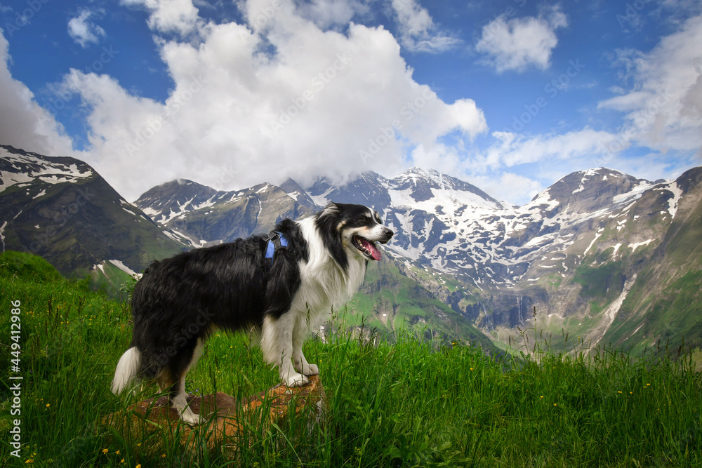 Obraz premium Portrait of border collie is standing in austria nature near to glossglockner.