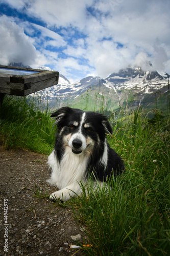 Portrait of border collie is lying in austria nature near to glossglockner.