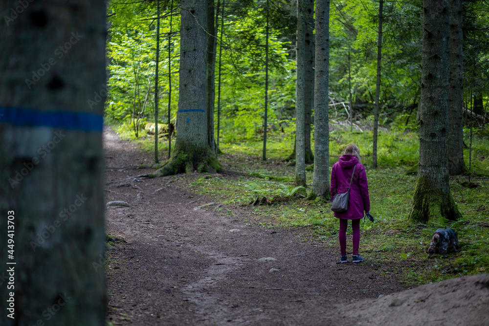 Obraz premium Lost girl walking in her dog in Omberg woodlands, Sweden
