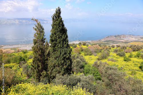 Beautiful wild flowering landscape with two cypress trees from Kfar Haruv on Kinneret lake. Sea of Galilee or Tiberius lake in distance view. It is the lowest freshwater lake on Earth. Israel    photo