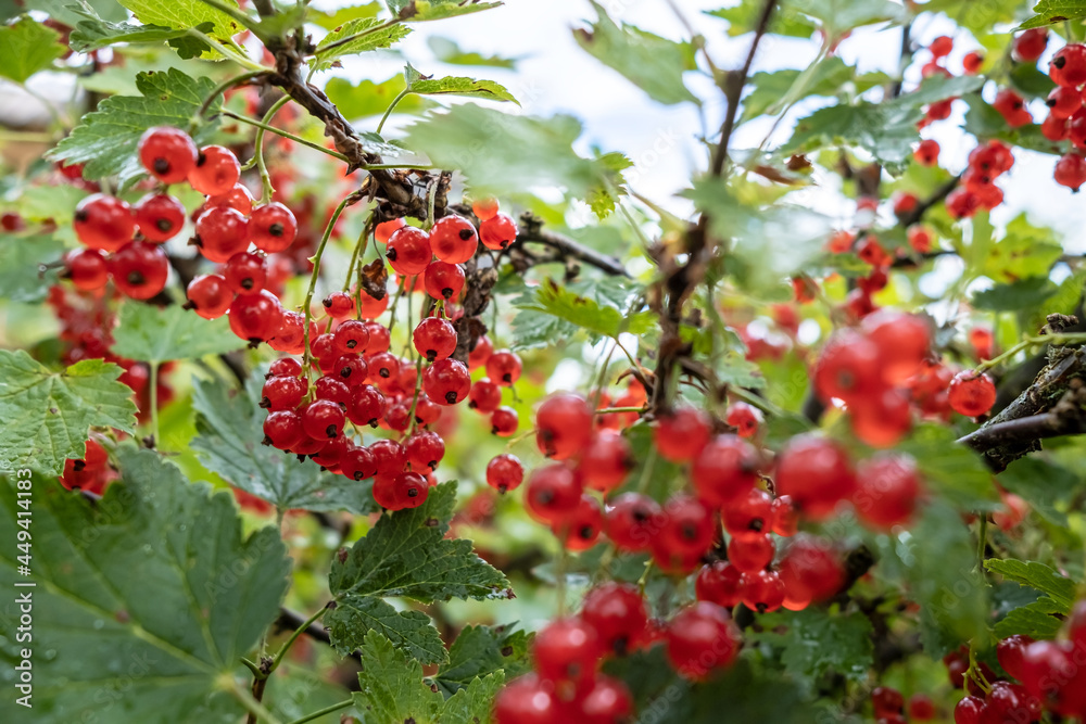 Bunch of redcurrant on a bush in the sun. Fresh berries ribes rubrum. Bunch of redcurrant on a bush in the sun. Fresh berries ribes rubrum.