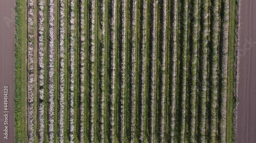 A bird's eye view of a young orchard