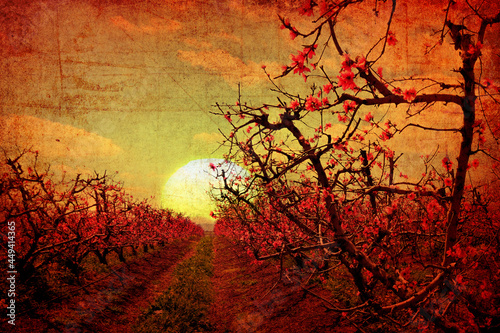 Beautiful pink flowering orchard against magic sunset. Fruit tree branches with flowers blossom. Magnificent sundown landscape on the old paper texture. Vintage style image
