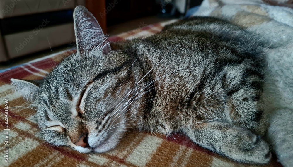 Naklejka premium cat on the couch