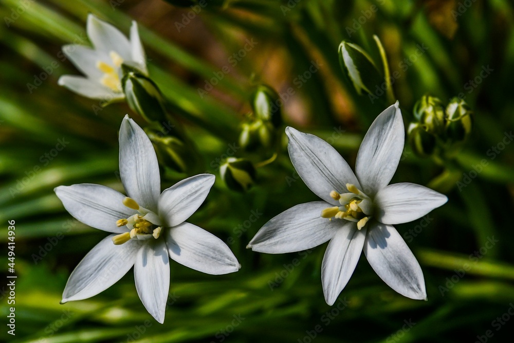 Photo of Spring Wildflowers Photo of Spring Wildflowers