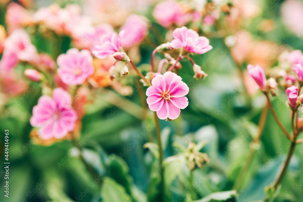 Macro image of pink geranium flower, blurred nature background Macro image of pink geranium flower, blurred nature background