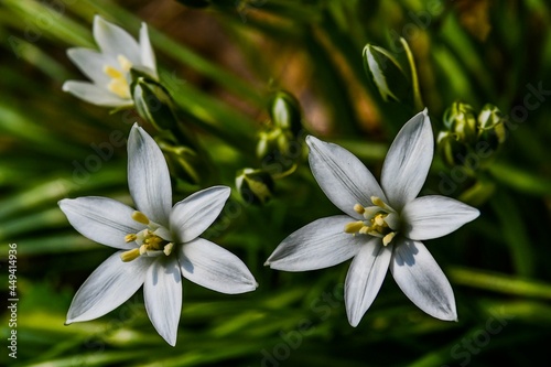 Photo of Spring Wildflowers