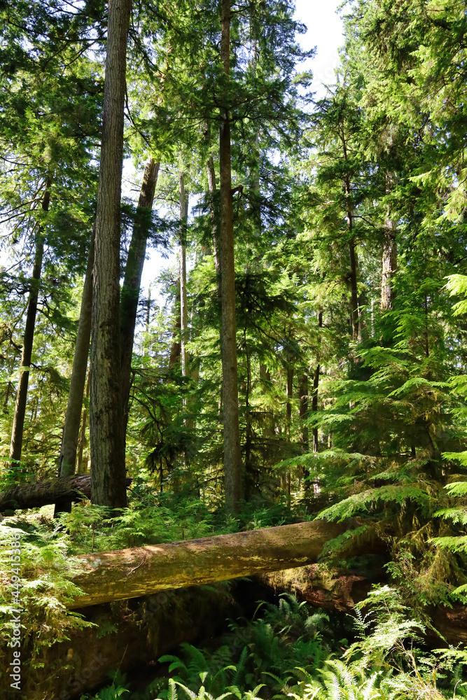 Grove of old growth forest, comprised of Douglas Fir trees in Cathedral Grove, MacMillan Provincial Park on Vancouver Island, British Columbia. Grove of old growth forest, comprised of Douglas Fir trees in Cathedral Grove, MacMillan Provincial Park on Vancouver Island, British Columbia.