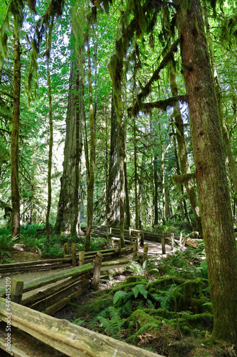 Pathway lined with a log fence that winds its way though a grove of old growth forest in Cathedral Grove  on Vancouver Island  British Columbia. 