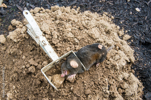 Trapped mole lying on the mole hill