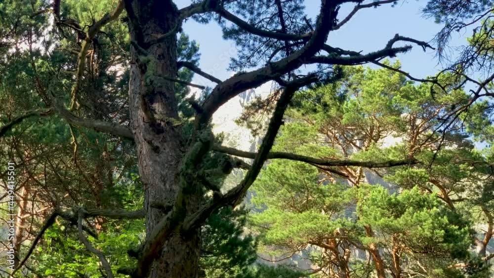 Nice view of high rocks through the branches of trees in the forest. Landscape and nature of the North Caucasus. Traveling in Russia
Nice view of high rocks through the branches of trees in the forest. Landscape and nature of the North Caucasus. Traveling in Russia