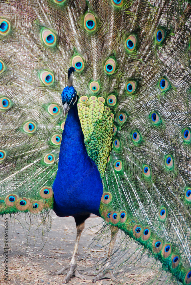 Obraz premium A male peacock with his brilliant green and blue feathers fanned out. 