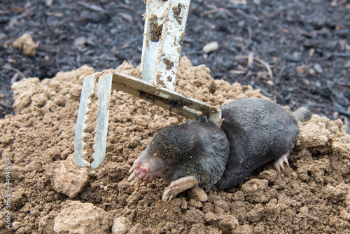 Trapped mole lying on the mole hill