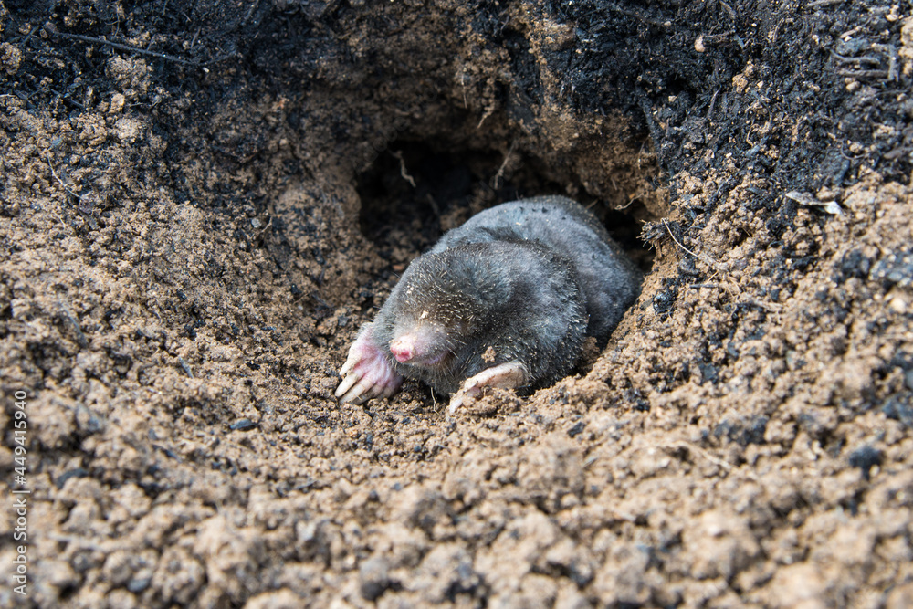 Mole crawling out of the tunnel Mole crawling out of the tunnel