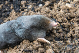 Dead mole lying on th top of the mole hill