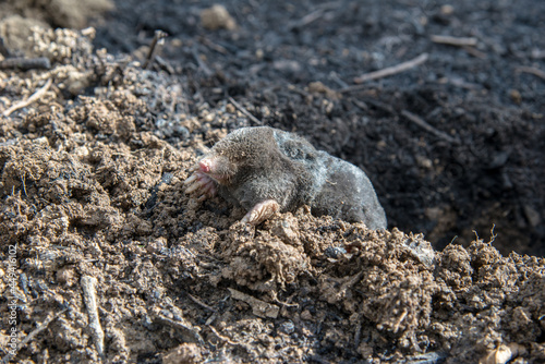 Dead mole lying on th top of the mole hill