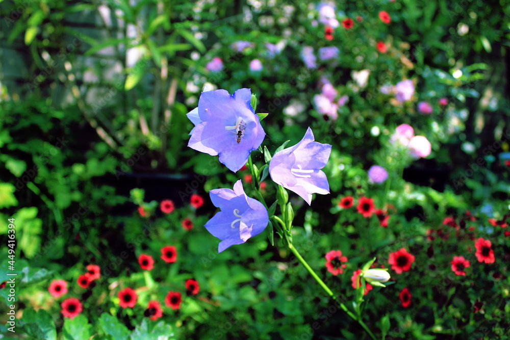 flowers in the garden flowers in the garden