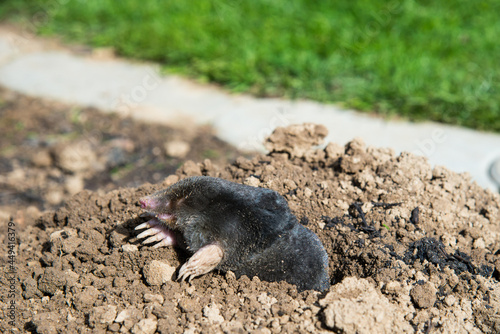 Dead mole caught by a trap © kubais