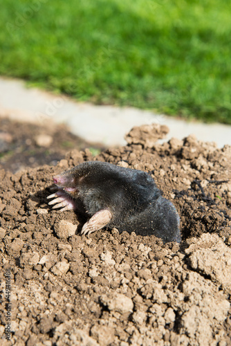 Dead mole caught by a trap © kubais