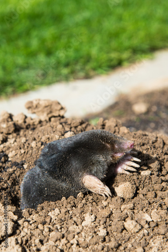 Dead mole caught by a trap
