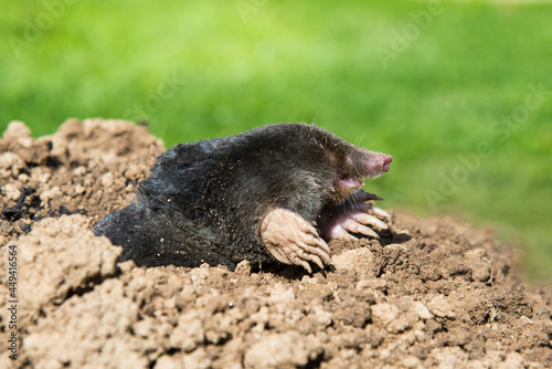 lawn destoryed by the mole