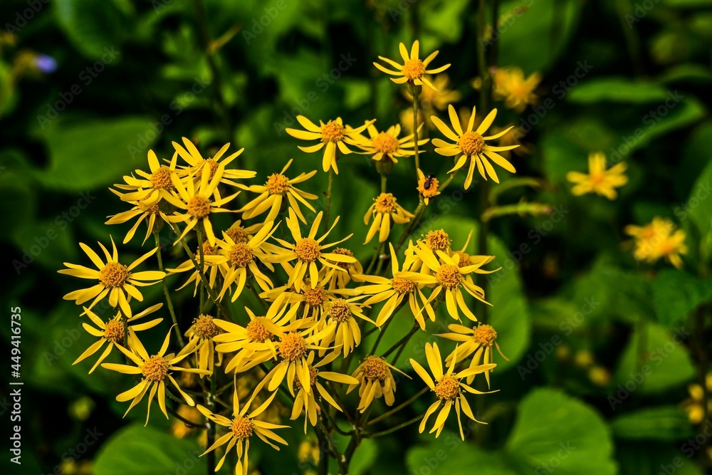 Photo of Spring Wildflowers in Pennsylvania Photo of Spring Wildflowers in Pennsylvania