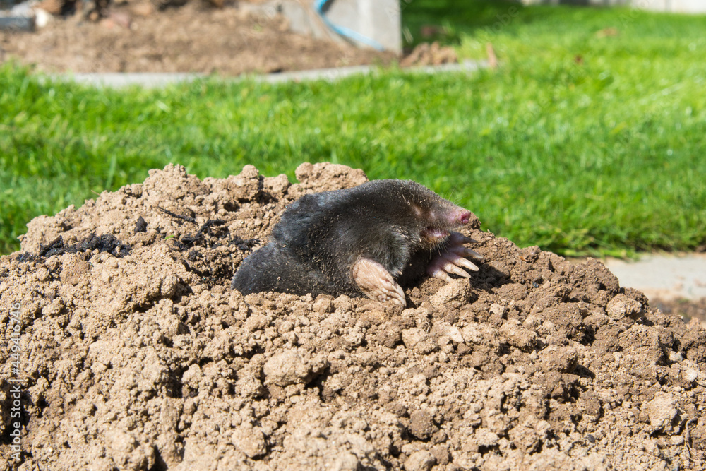 lawn destoryed by the mole lawn destoryed by the mole