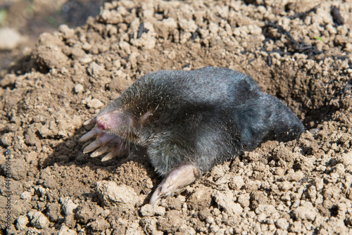 European mole on the top of the mole hill