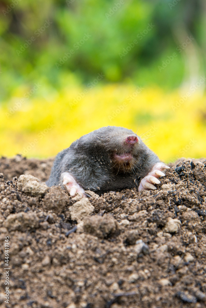 Mole [Talpa europaea] as a pest in the garden destroying lawn