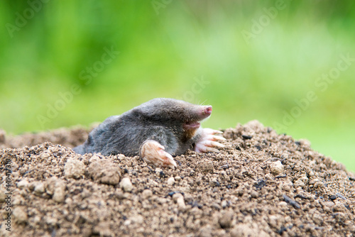 Mole [Talpa europaea] as a pest in the garden destroying lawn © kubais
