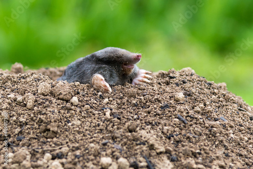 Mole [Talpa europaea] in the lawn inside the flower garden © kubais
