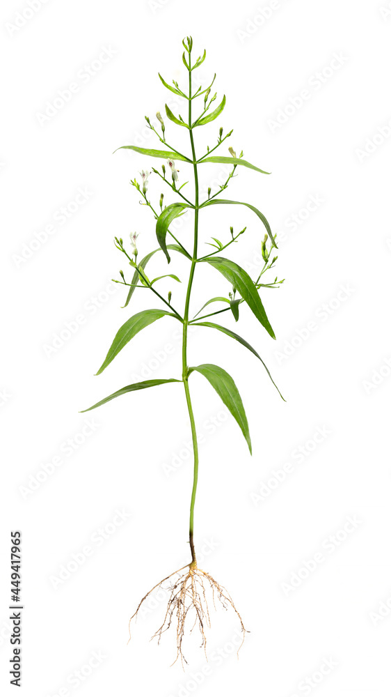 A plant of Andrographis paniculata in a black plastic pot, isolated on