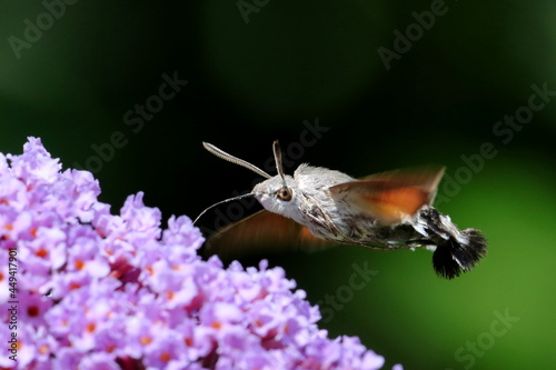 papillon moro sphinx en vol stationnaire sur fleur de buddleia