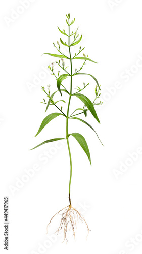 A plant of Andrographis paniculata in a black plastic pot, isolated on white background. (Andrographis paniculata is a herb that helps relieve flu. and corona virus infection). photo