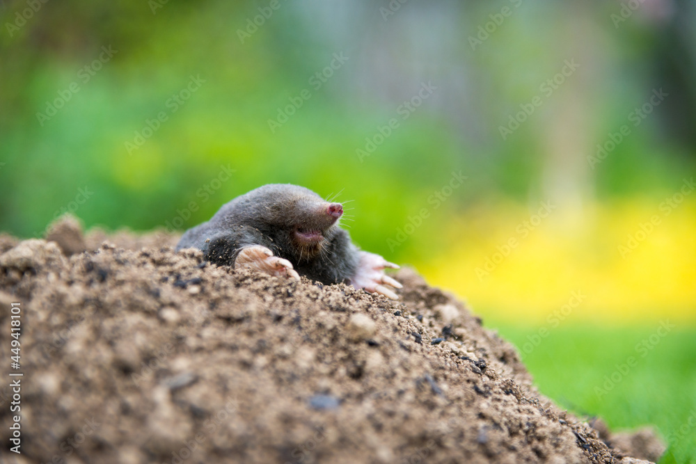 Mole animal peeking from the tunnel