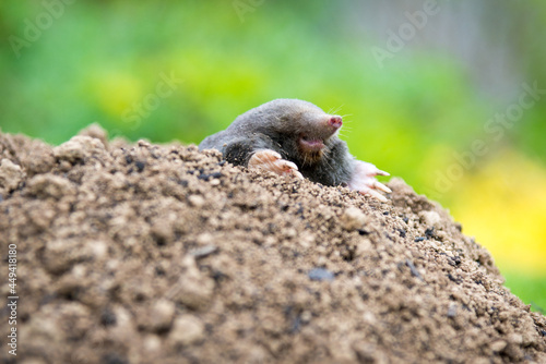 Mole animal peeking from the tunnel