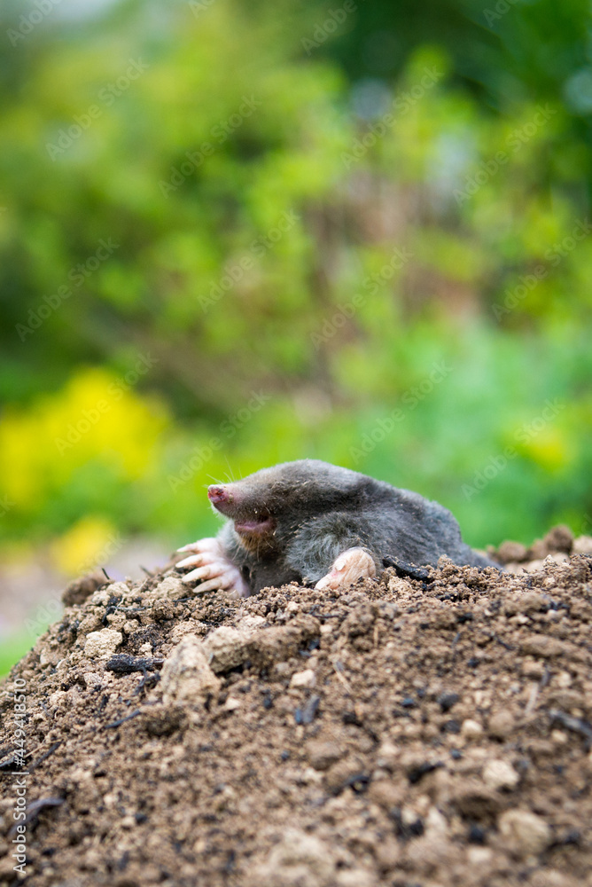Mole animal peeking from the tunnel Mole animal peeking from the tunnel